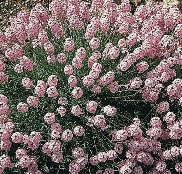 aethionema coridifolium