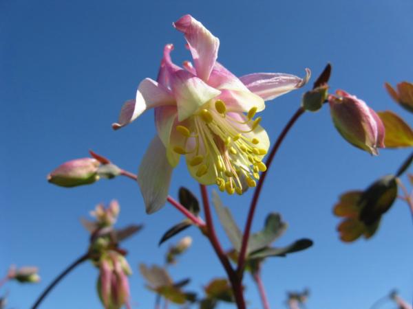 aquilegia canad. pink lanterns