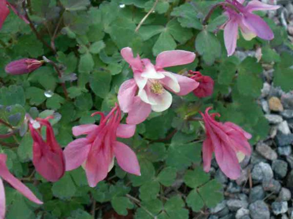 aquilegia cameo pink-white