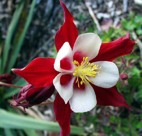 aquilegia caerulea red hobbit