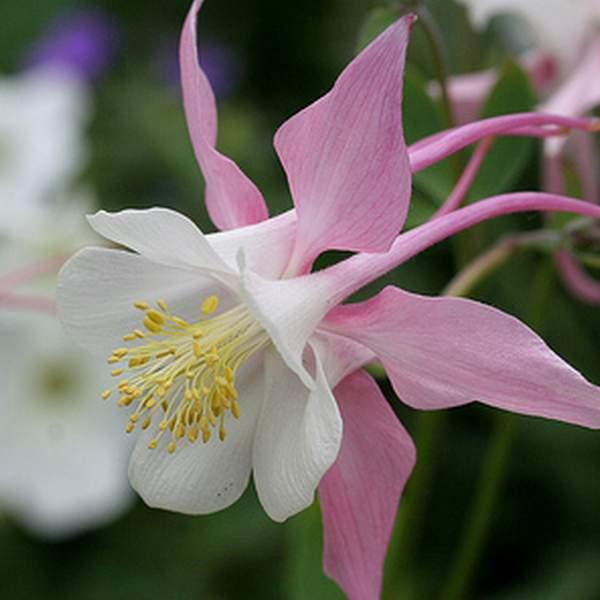 aquilegia caerulea rose queen