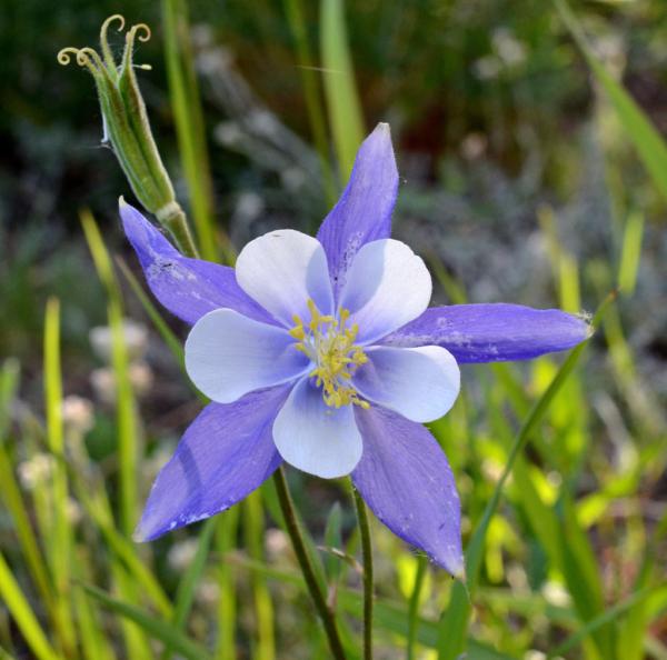 aquilegia caerulea sky blue