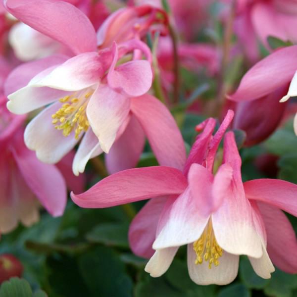 aquilegia cameo softpink