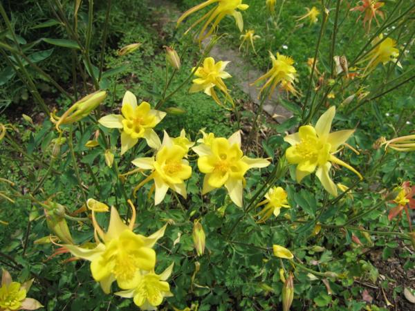aquilegia caerulea yellow star