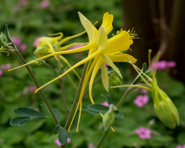 aquilegia chrysantha denver gold