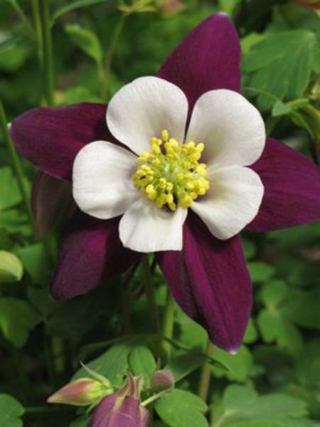 aquilegia *colorado