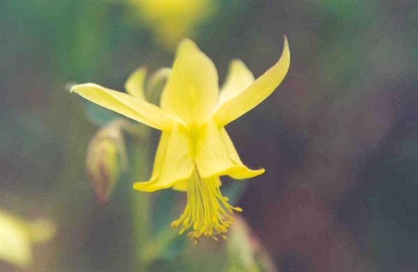 aquilegia flavescens