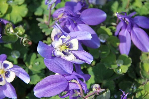 aquilegia flabellata mini star