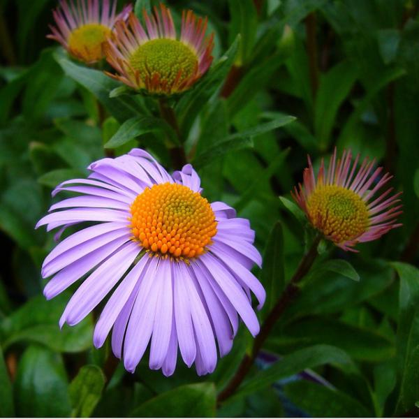 aster tongolensis