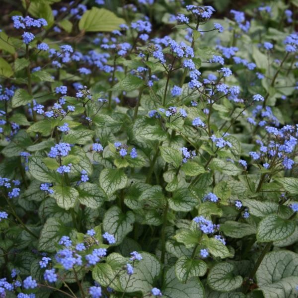 brunnera macrophylla jack frost