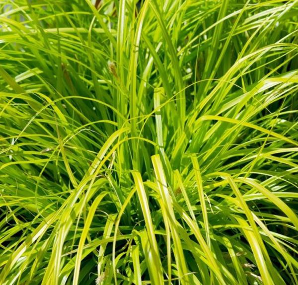 carex oshimensis everillo