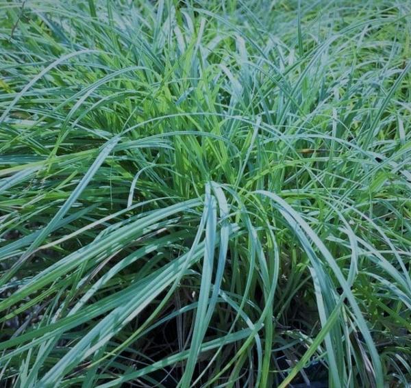 carex flacca blue zinger