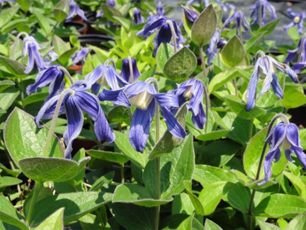 clematis integr. blue ribbons