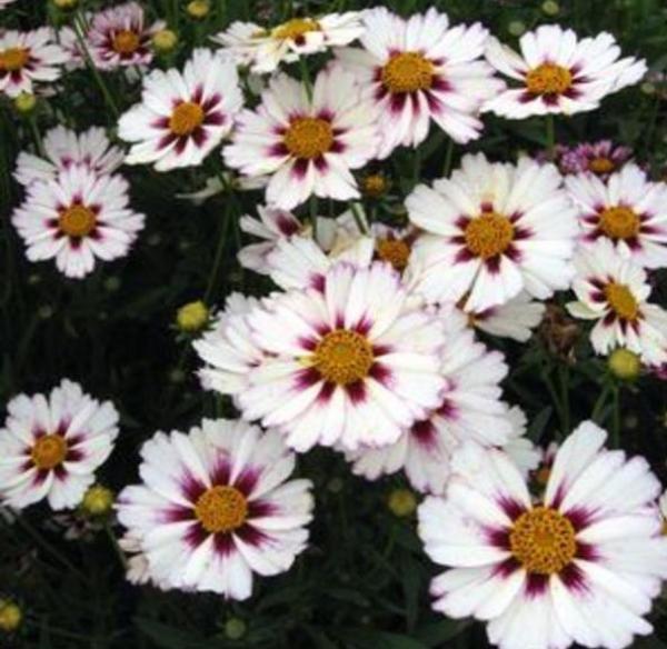 coreopsis star cluster