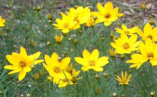 coreopsis verticillata zagreb