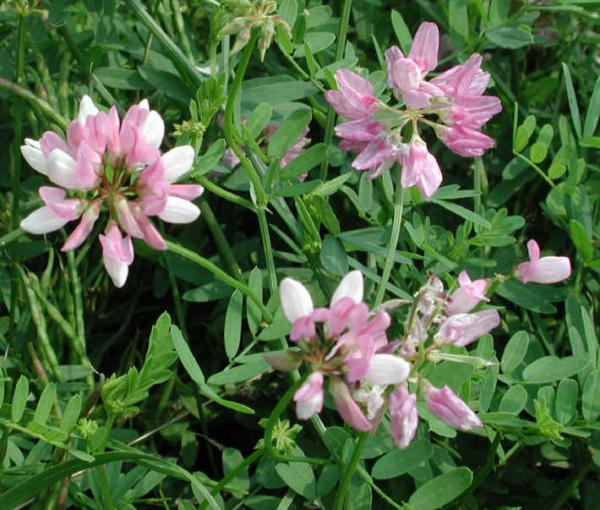 coronilla varia