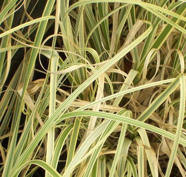 cortaderia pumila splendid star