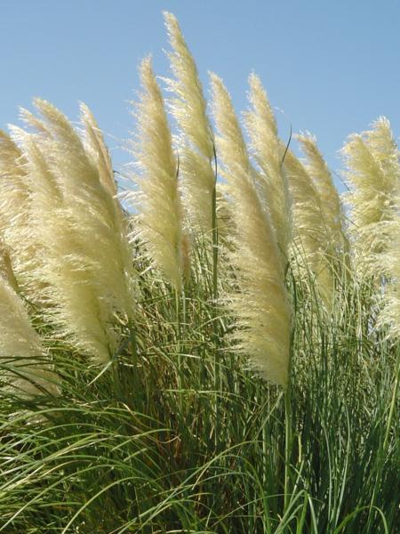 cortaderia selloana