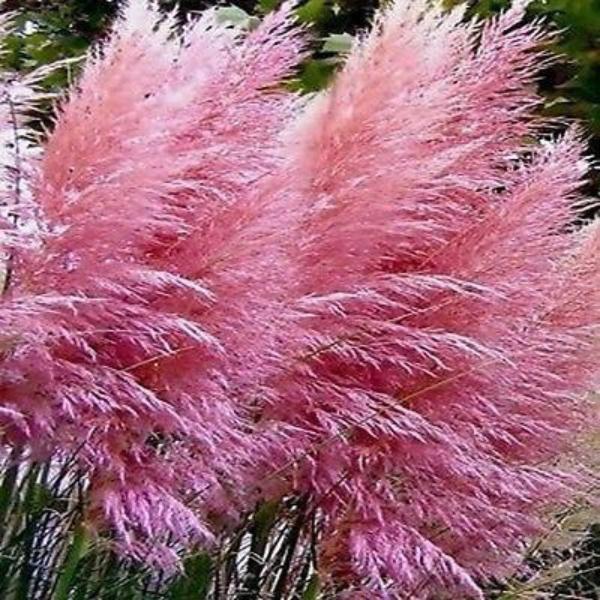 cortaderia selloana pink feather