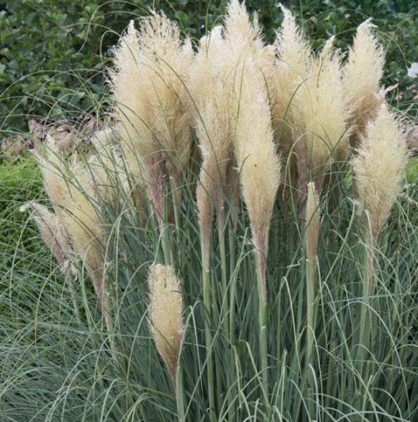 cortaderia selloana pumila