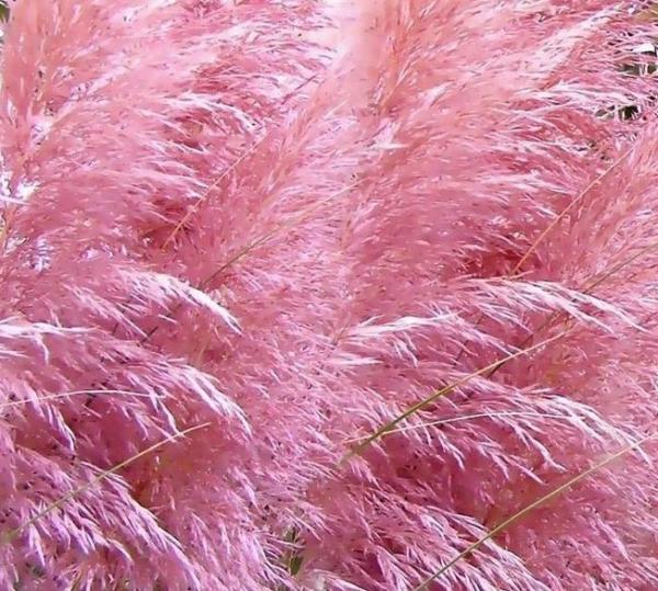 cortaderia selloana rosea