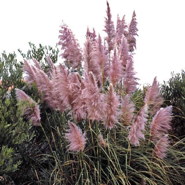 cortaderia sell. scarlet wonder 