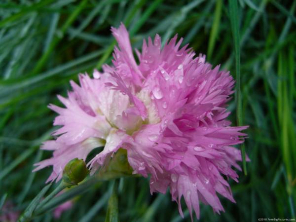 dianthus caryoph. grenadin pink