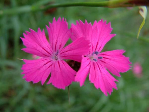 dianthus carthus. rupert's pink