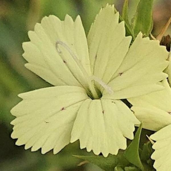 dianthus knappii