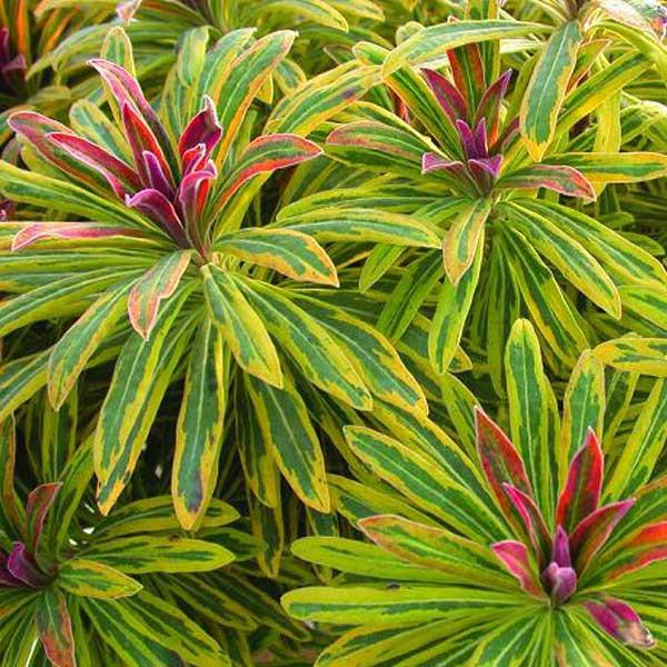 euphorbia martinii ascot raimbow