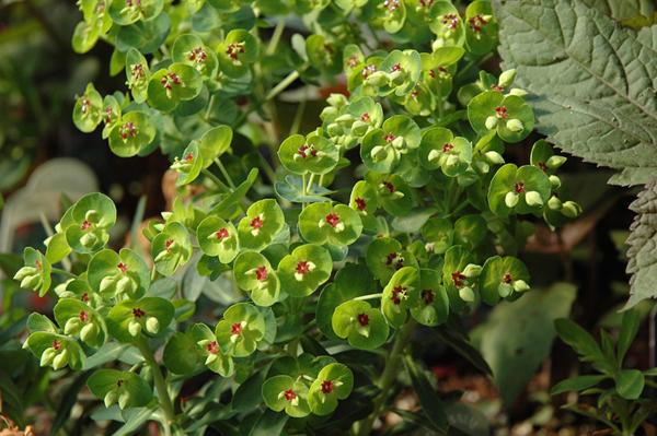 euphorbia martinii 