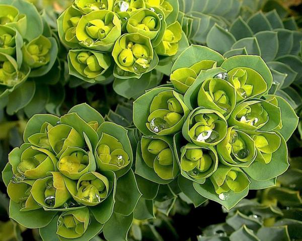 euphorbia myrsinites