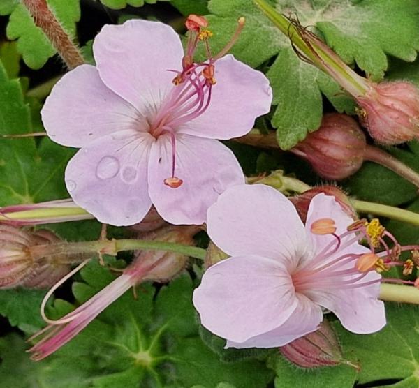 geranium macr. ingwersen variety