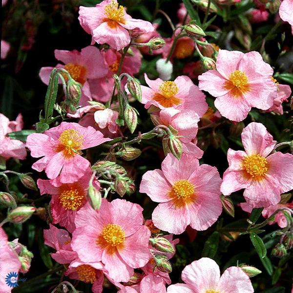 helianthemum lawrensons pink