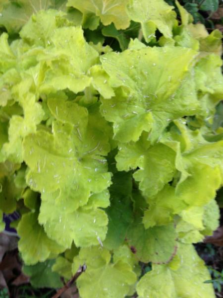 heuchera villosa macrorrhizza