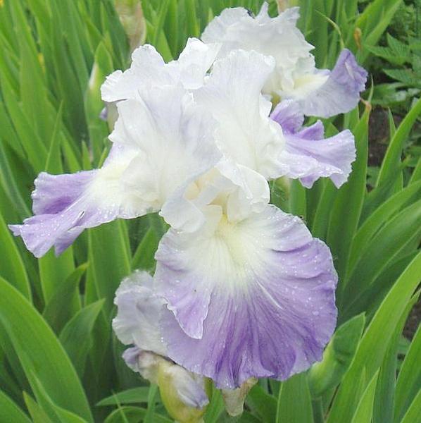 iris germanica clarence 