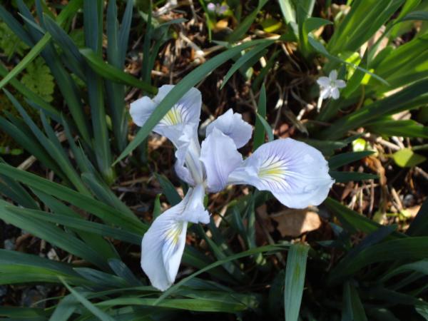 iris pumila azurea