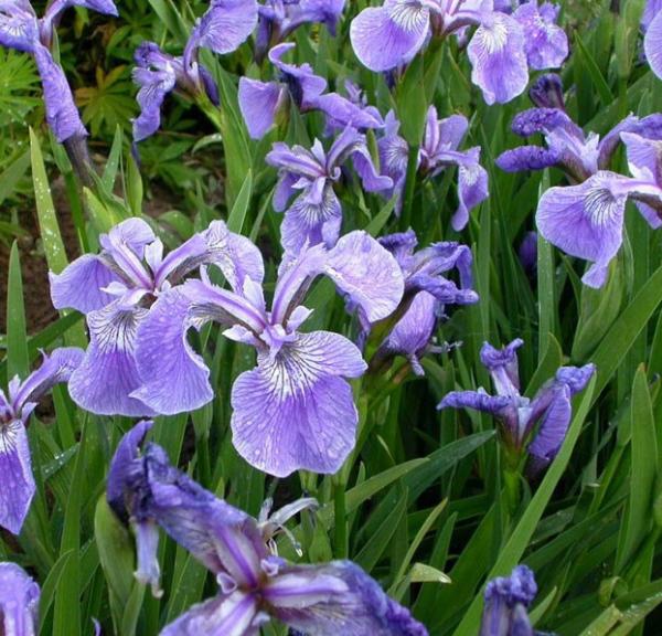 iris setosa canadensis