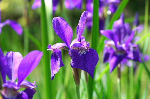 iris sibirica blue king