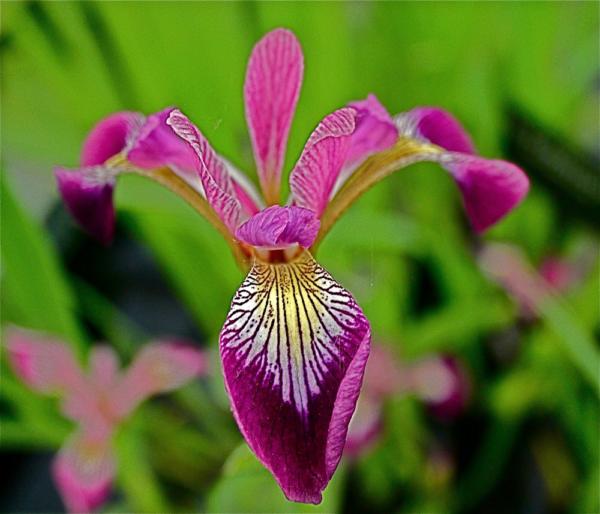 iris versicolor kermesina 
