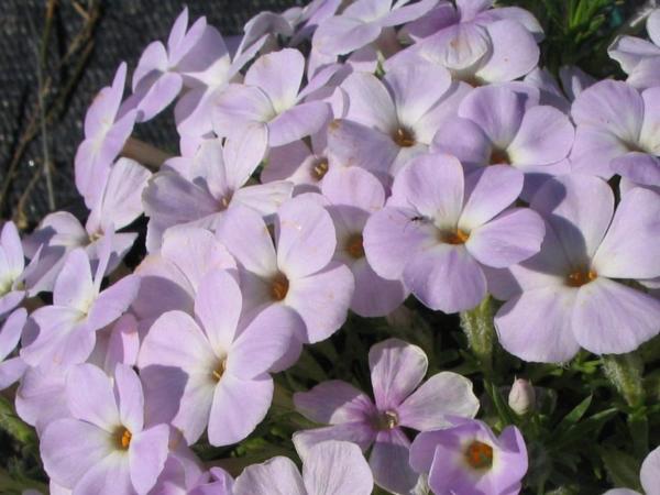 phlox douglasii lilac cloud