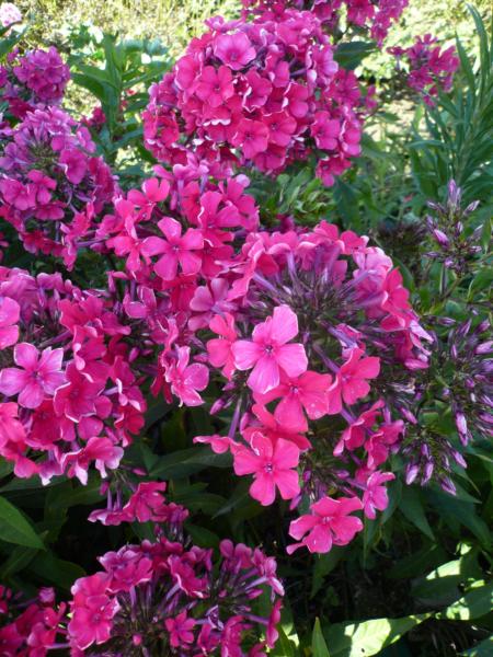 phlox paniculata starfire