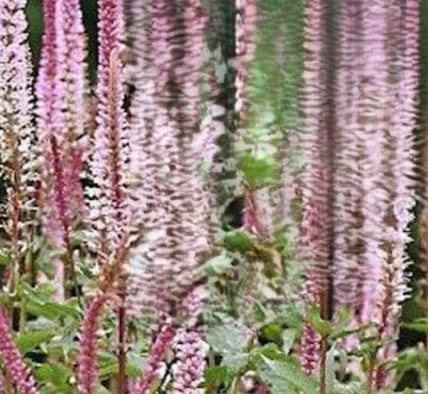 veronicastrum virginicum erika