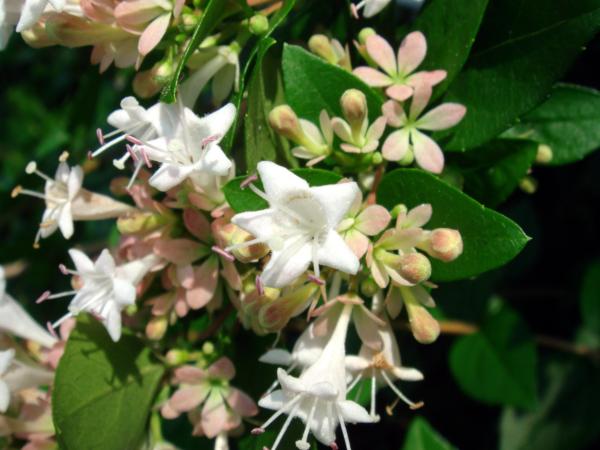 abelia rupestris