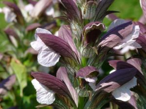 acanthus hungaricus white lips  