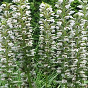 acanthus mollis jeff albus      