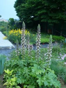 acanthus mollis