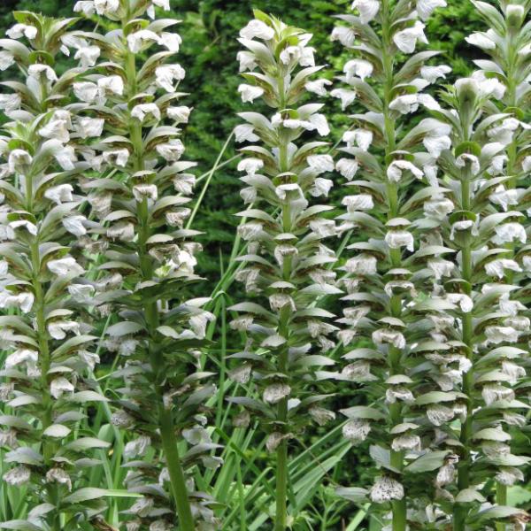 acanthus mollis morning candle