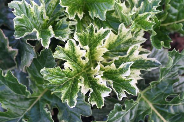 acanthus mollis tasmanian angel 