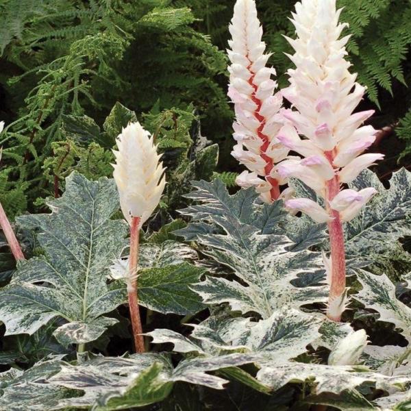 acanthus mollis white water    